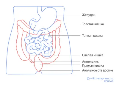 Кишечник картинки фотографии