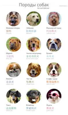 Китайские собаки картинки фотографии