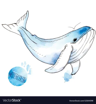 Морское животное синий кит - 66 фото