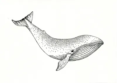 Синий кит | Art, Animals, Favorite