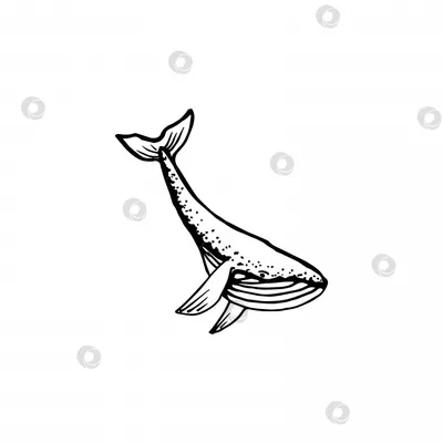 Картинка Киты Подводный мир животное Рисованные