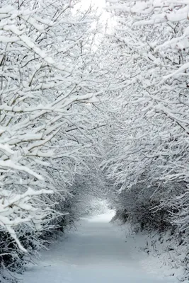 Красивые картинки на телефон на заставку скачать бесплатно зима (53  картинки) ⭐ Мемы и картинки с юмором | Winter scenery, Winter landscape,  Snowy trees