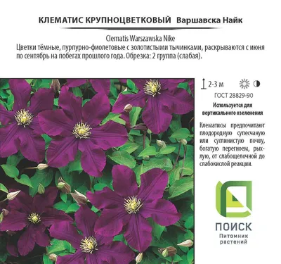 Клематис Варшавска Никэ (Clematis Warszawska Nike) - «Развею все сомнения!  Эти цветы не только для махровых садоводов! Справится даже новичок! Как  легко размножить клематис? Куда девать клематис на зиму? » | отзывы