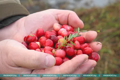 Клюква сушеная купить в розницу от компании «Семушка». Москва.