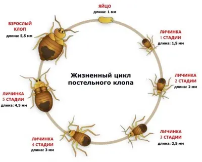 Постельные клопы - кто такие и чем опасны для человека?