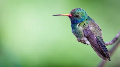 В Башкирии дачник снял на видео колибри