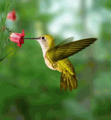Колибри: Солнечные пташки