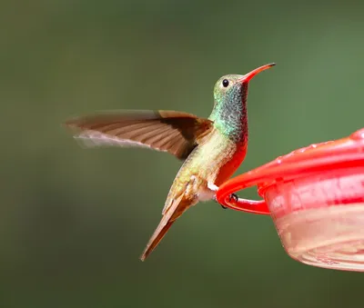 Колибри: уникальное видео с 30 птицами — Новости мира сегодня NTDНовости  мира сегодня NTD