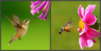 Ученые выяснили секрет птицы колибри — прототипа беспилотников | ИА Красная  Весна