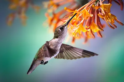 Ruby-throated Hummingbird - Рубиновогорлый Колибри. Photographer Etkind  Elizabeth