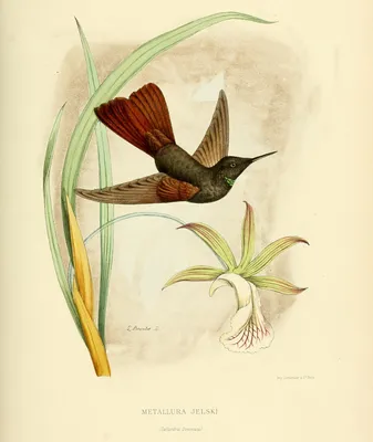 Female, Ruby-throated Hummingbird Рубиновогорлый колибри. самка.  Photographer Etkind Elizabeth