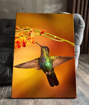 Несколько ярких колибри сидят на ветке, картинка пчелы колибри, колибри,  птица фон картинки и Фото для бесплатной загрузки