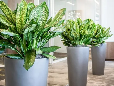 Самые модные комнатные растения 2023 года: 4 тренда, за которыми стоит  следить | myDecor