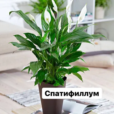 Декоративно-лиственные комнатные растения купить в Минске | koshikshop.by