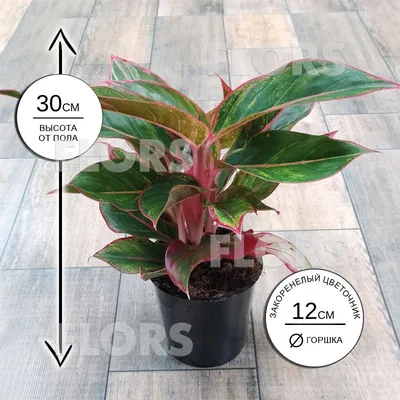 Растение комнатное в ассортименте ø12 h15 см по цене 477 ₽/шт. купить в  Москве в интернет-магазине Леруа Мерлен