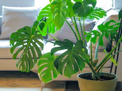 ᐉ Выбираем растения для квартиры и офиса ᐉ Особенности выбора и ухода за  домашними и офисными растениями