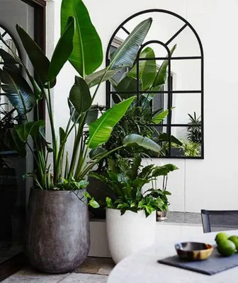 10 больших комнатных растений: какие можно купить в Уфе и где это сделать |  Sobaka.ru