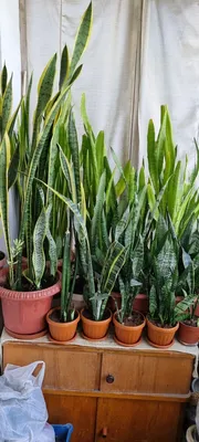 Неприхотливые комнатные растения:10 вариантов для создания уюта дома