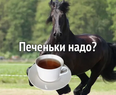 Конь Чаю | Пикабу