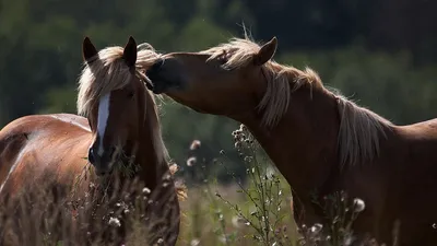 Обои Животные Лошади, обои для рабочего стола, фотографии животные, лошади,  два, коня, кони, две, камни, природа, гнедые, булыжники, вечер, склон,  холм, пара, лето, поле, обработка, тучи, закат, небо, пейзаж, свет, облака,  солнце