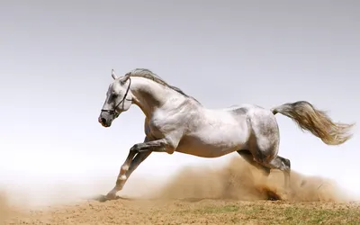 Скачать обои лошади, казахстан, собчак, ксения, грациозные, раздел животные  в разрешении 1920x1080