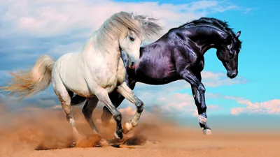 Картинки лошади, кони, пара, белый, черный, бег, пыль, песок, небо, облака  - обои 1920x1080, картинка №161073