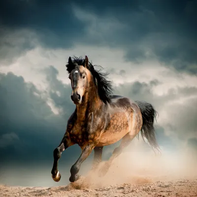 Эстетичные обои с лошадьми (большой выбор фото) - oboyplus.ru