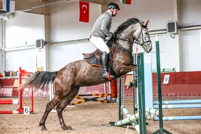 Конный клуб Horseka Resort в Подмосковье | конные прогулки и обучение  верховой езде
