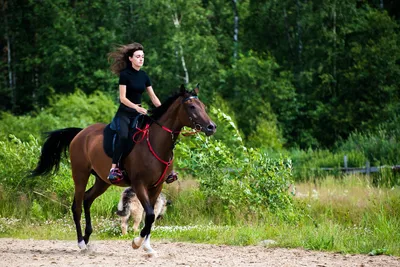 Конный Конный Спорт Szkolenie Eventing, лошадь, лошадь, животные png |  PNGEgg