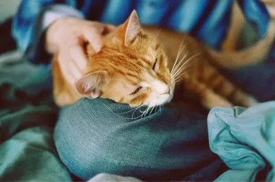 Как понять что у кошки глисты: советы по лечению гельминтоза - Зоомагазин  MasterZoo