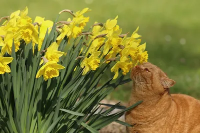 Flowers, tulips, aesthetics, cats | Пушистый кот, Милый кот, Кошки