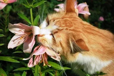 Любят ли кошки цветы - Разное. Интересное | Бэйбики - 53125