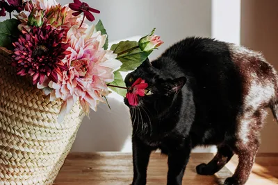 Пазл кошка и цветок - разгадать онлайн из раздела \"Животные\" бесплатно