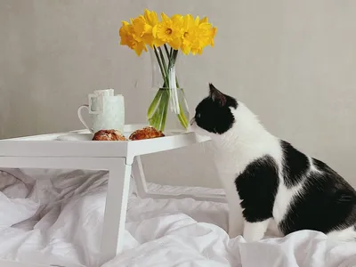Мейн кун кошки и цветы