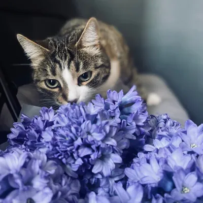 Чем опасны комнатные растения для кошек? - \"Друг\"
