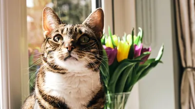 Может ли подружиться кошка с цветами? Смотря с какими! Вот список  безопасных для животных комнатных растений