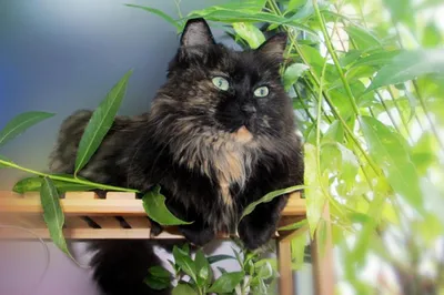 Почему кошка ест цветы и как отучить от этой привычки