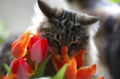 Кошки,цветы Cats | Цветы, Жуи, Кошки