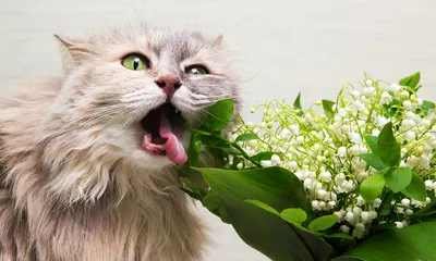 Как спасти цветы на подоконнике от кошки
