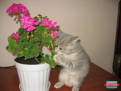Цветы и кошки - 68 фото