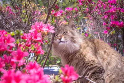 Кошка и цветы они так похожи» — создано в Шедевруме