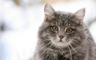 Кошки, котики, котята - очень милые ребята. Показываю интересные фото из  Яндекс.картинки с моими комментариями | Зинаида Павлюченко | Дзен