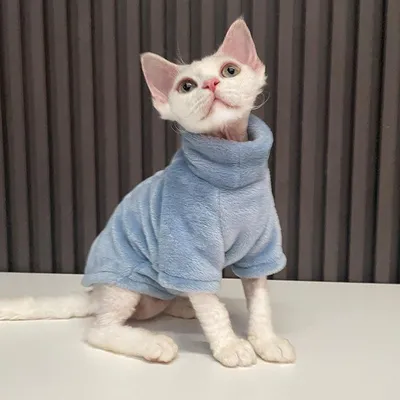 Мой кот в моей детской одежде | Кот, Одежда