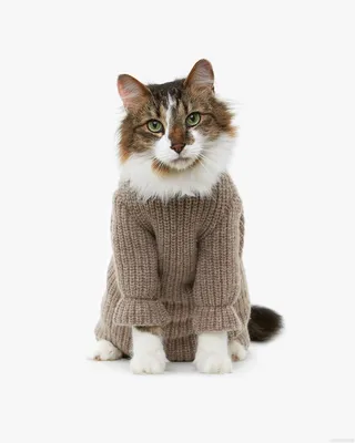 Купить Зимняя теплая одежда для безволосых кошек, водолазка, свитер для  кошек, пальто, пуловер из мягкого пуха, рубашка, утепленная одежда для кошек  сфинкса, одежда для домашних животных | Joom