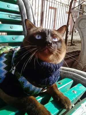 Кошка в Русской одежде» — создано в Шедевруме