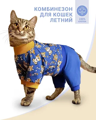 Картина с кошкой. Кошка в одежде. Маленькая картина в интернет-магазине  Ярмарка Мастеров по цене 3000 ₽ – R8W32RU | Картины, Сысерть - доставка по  России