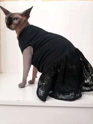 Черная кошка в одежде 4 k» — создано в Шедевруме