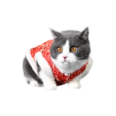Футболка одежда для кошек \"Мне мням\" / котов / сфинкс / одежда для собак  мелких пород - купить с доставкой по выгодным ценам в интернет-магазине  OZON (466608440)