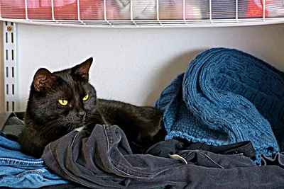 Почему кошки любят лежать на ношенной одежде хозяина? | Pet Fabric | Дзен