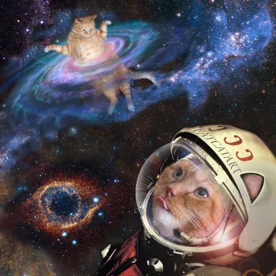 Коты - первые в космосе!